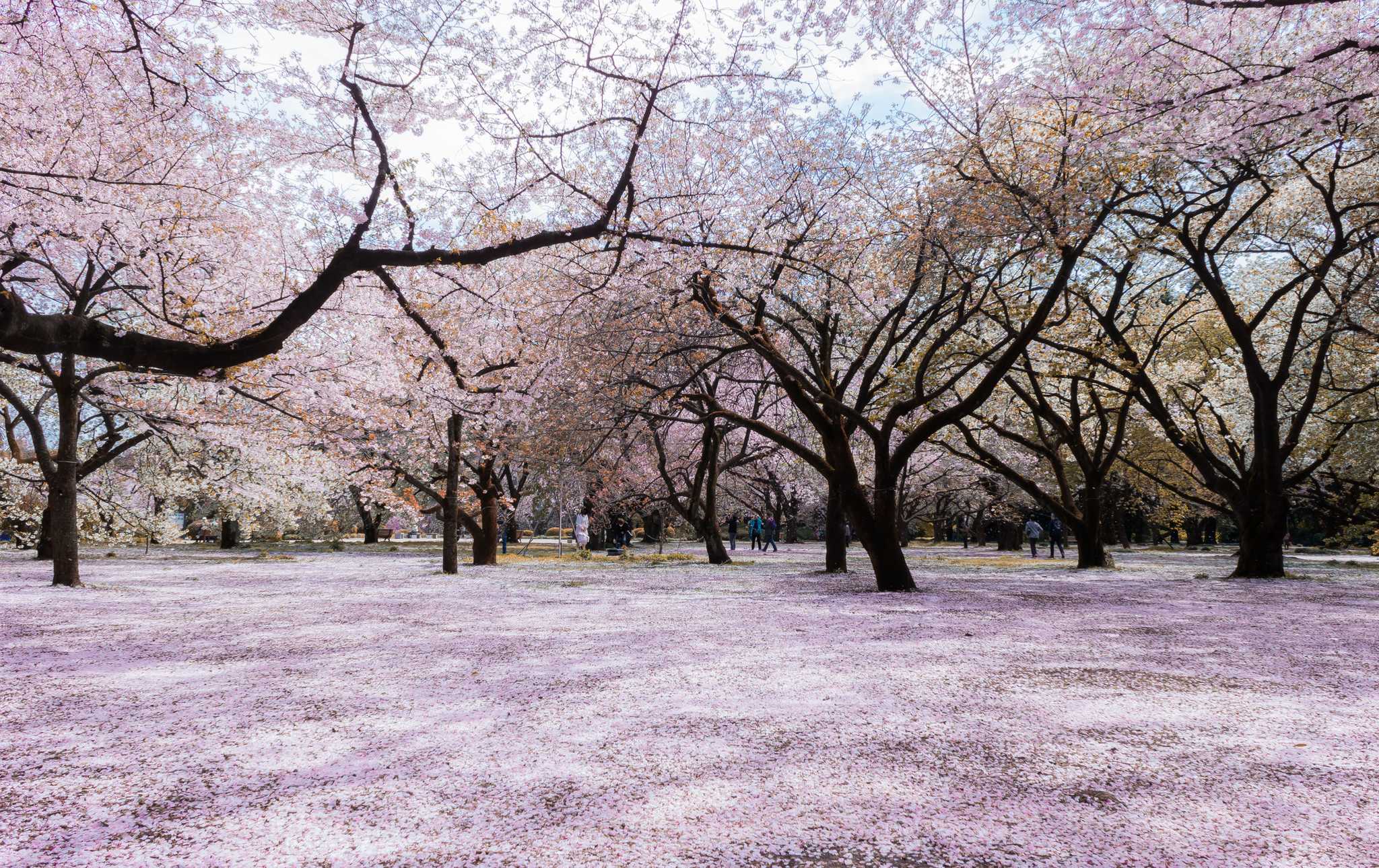 shinjuku gyoen national garden   sakura 10